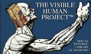 Visible Human Project Image